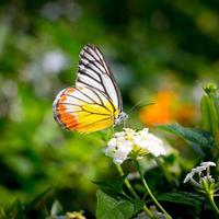 papillon voler dans la nature du matin.