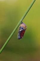 chrysalide papillon
