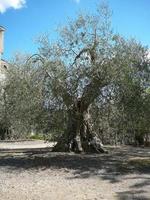 olivier dans l'abbaye de sant antimo photo