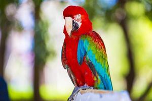 perroquet coloré photo