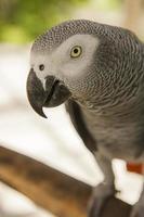 perroquet gris africain photo