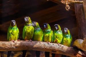 perroquets photo