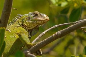 iguane des Antilles photo