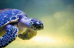 tortue nageant photo