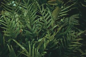 fond de feuille verte tropicale, thème de ton sombre. photo