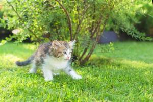 petit chaton sur l'herbe, été photo