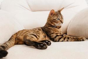 chat bengal se reposant sur le canapé photo