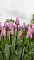 tulipes fleurissant dans un champ au début du printemps par temps nuageux photo