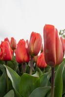 tulipes fleurissant dans un champ au début du printemps par temps nuageux photo