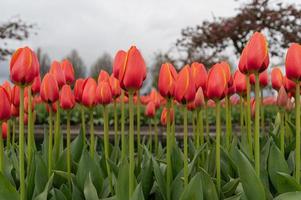 tulipes fleurissant dans un champ au début du printemps par temps nuageux photo