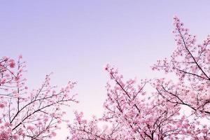 belle fleur de printemps fleurs de cerisier, fleur de sakura avec un beau fond de nature photo