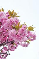belle fleur de printemps fleurs de cerisier, fleur de sakura avec un beau fond de nature