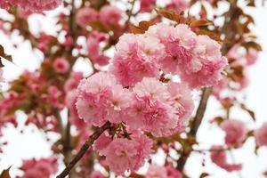 belle fleur de printemps fleurs de cerisier, fleur de sakura avec un beau fond de nature photo