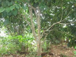 la branche de l'arbre duku photo