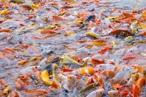 poissons tilapia et koi ou poissons carpes fantaisie nageant en attente de nourriture dans l'étang. photo