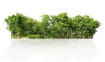 Groupe arbre vert isoler sur fond blanc photo