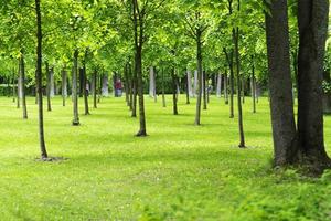 arbres dans un pré avec pelouse. photo