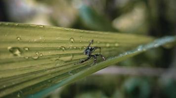 araignées sur les feuilles vertes et l'eau tombe sur les feuilles après la pluie photo