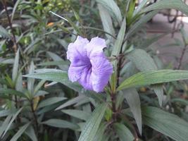 se concentrer sur les feuilles violettes fraîches photo