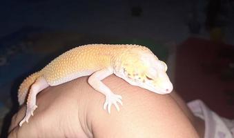 gecko de couleur orange photo