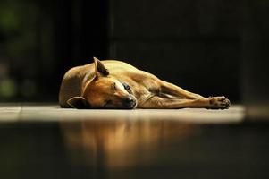 chien thaïlandais brun dort sous la lumière du soleil photo