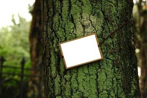 Tag en bois sur l'écorce des arbres moussus photo