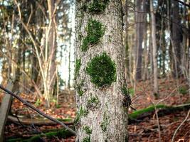 mousse verte poussant sur un tronc d'arbre avec fond de forêt avec arbre tombé et sol couvert de feuilles brunes photo