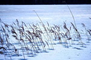 Tiges de roseau sec sur la neige sur la surface du lac gelé avec banque visible photo