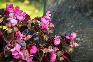 fleurs de bégonia de cire rose qui fleurissent à l'extérieur par une journée ensoleillée photo