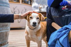 touriste avec un ami caresse un chien mignon tout en se relaxant à la station de ski photo