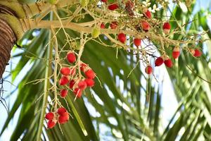 grappes de fruits normanbya normanbyi. photo