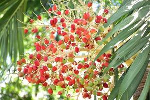 grappes de fruits normanbya normanbyi. photo