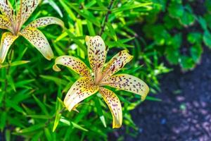 les lys jaunes fleurissent dans le jardin d'été photo