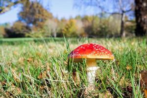 champignon vénéneux amanite tue-mouche photo