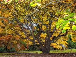 Acer soccharinum arbre en automne photo