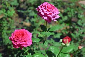 belles, écarlates et rouges, grandes roses en fleurs dans un parterre de fleurs photo