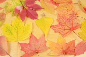 feuilles de couleur d'automne photo