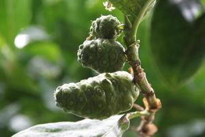 les jeunes fruits de noni sont sur une branche et un fond vert. un autre nom est le grand morinda, le noni tahitien, le mûrier indien, le mûrier de plage. en thaïlande, le noni est un ingrédient de la cuisine thaïlandaise. photo