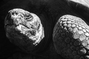 tortue géante des Galapagos