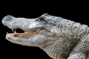 crocodile aux dents pointues photo