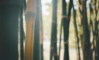 gros plan de troncs d'arbres minces et de tiges de bambou.