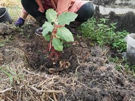 femme plantant un arbre solanum torvum, aubergine de pois, assiette brosse vert légume arbre fleurissant dans le jardin sur fond de nature photo