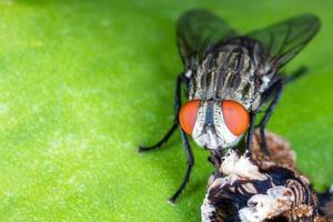 gros plan mouche sur feuille verte. photo