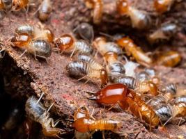 les termites sont des créatures sociales qui endommagent les maisons en bois parce qu'elles mangent du bois