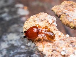 les termites sont des créatures sociales qui endommagent les maisons en bois parce qu'elles mangent du bois photo