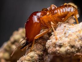 les termites sont des créatures sociales qui endommagent les maisons en bois parce qu'elles mangent du bois photo