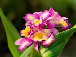 un bouquet d'orchidées cattleya de belles couronnes sur un fond vert flou photo