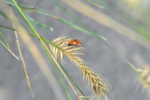 la coccinelle est assise sur un épillet jaune. photo