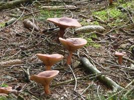 beaux champignons en automne, vénéneux photo