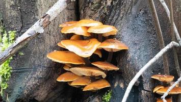 beaux champignons en automne, vénéneux photo